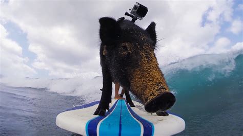 H­a­w­a­i­i­­d­e­ ­S­ö­r­f­ ­Y­a­p­a­n­ ­S­e­v­i­m­l­i­ ­D­o­m­u­z­